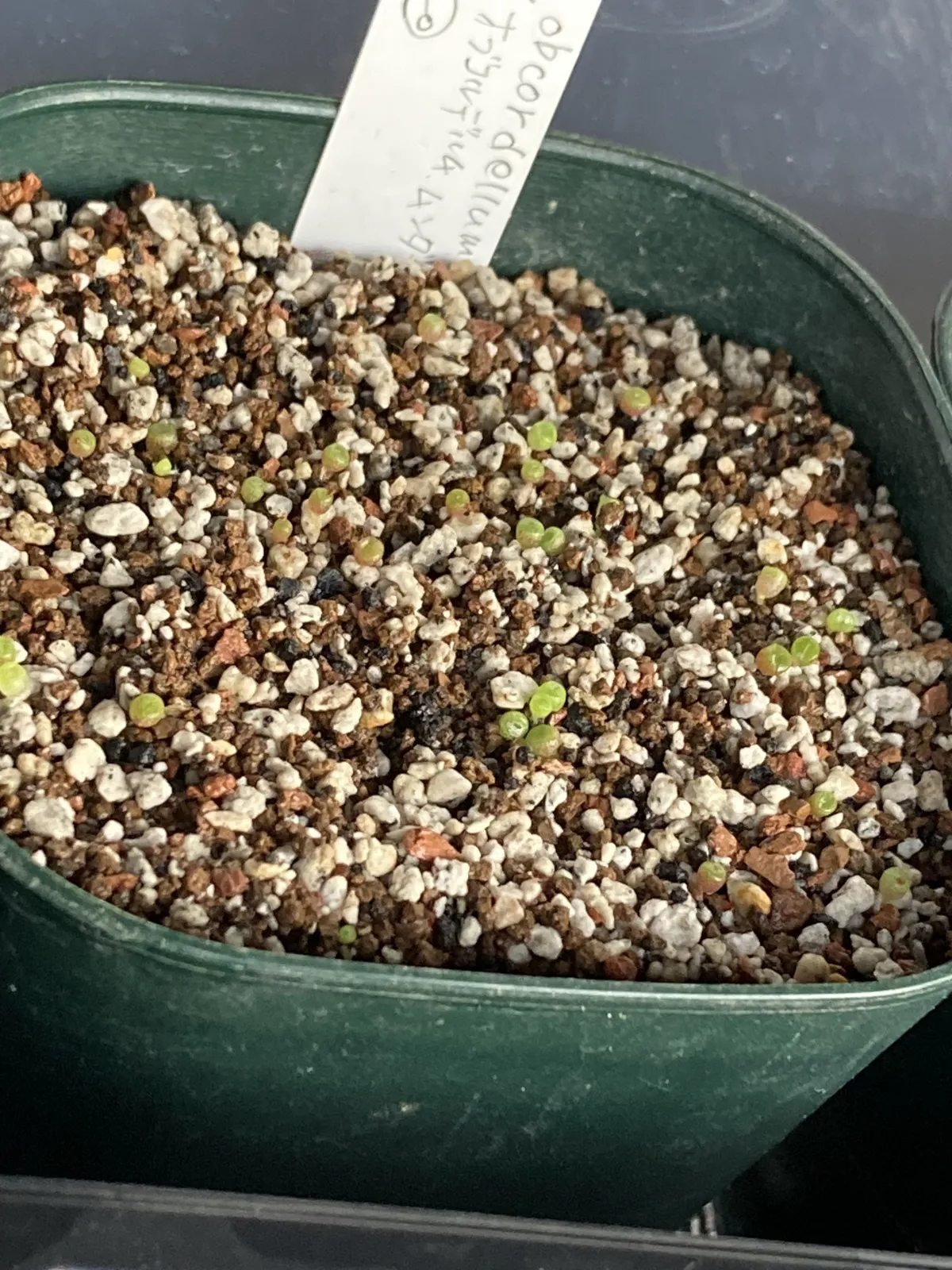 Conophytum obcordellum (コノフィツム オブコブデラム ムンダム)