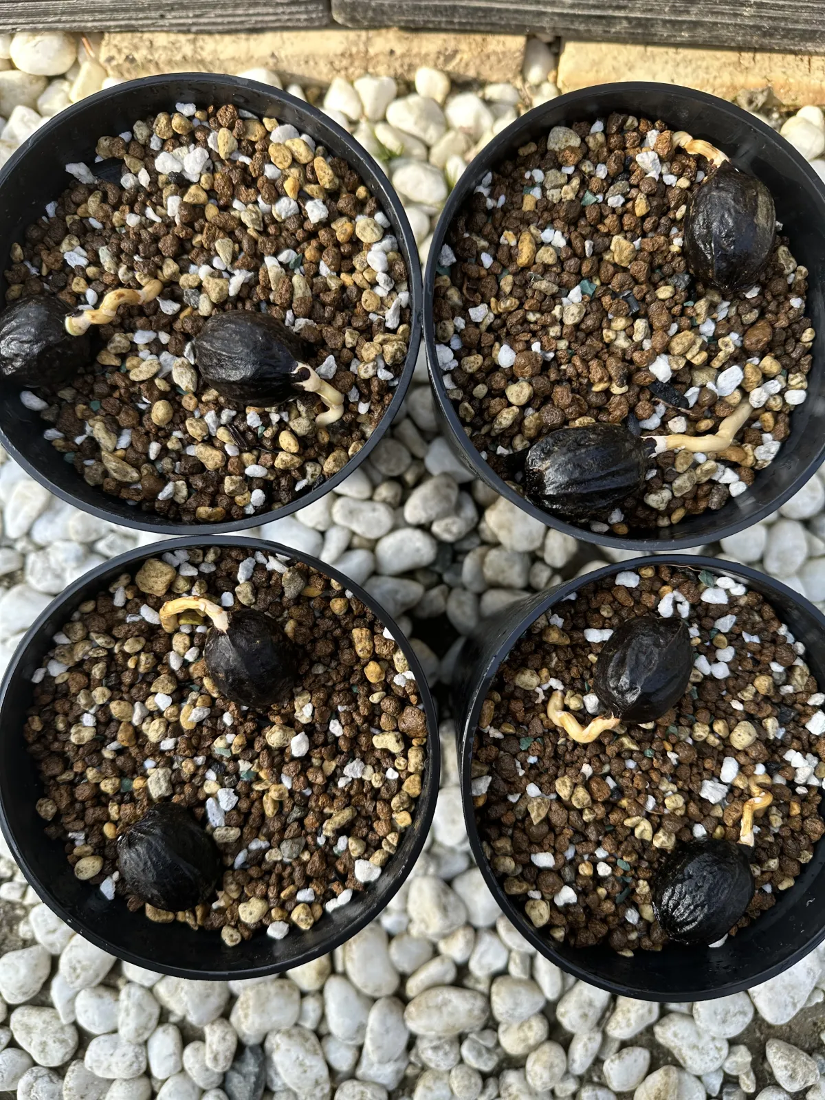 Bismarckia nobilis 'Silver' (ビスマルキア ノビリス シルバー)