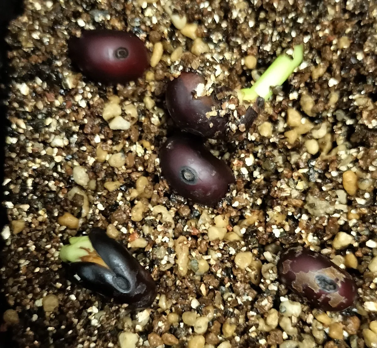 Adansonia digitata (アダンソニア（バオバブ） ディギタータ)