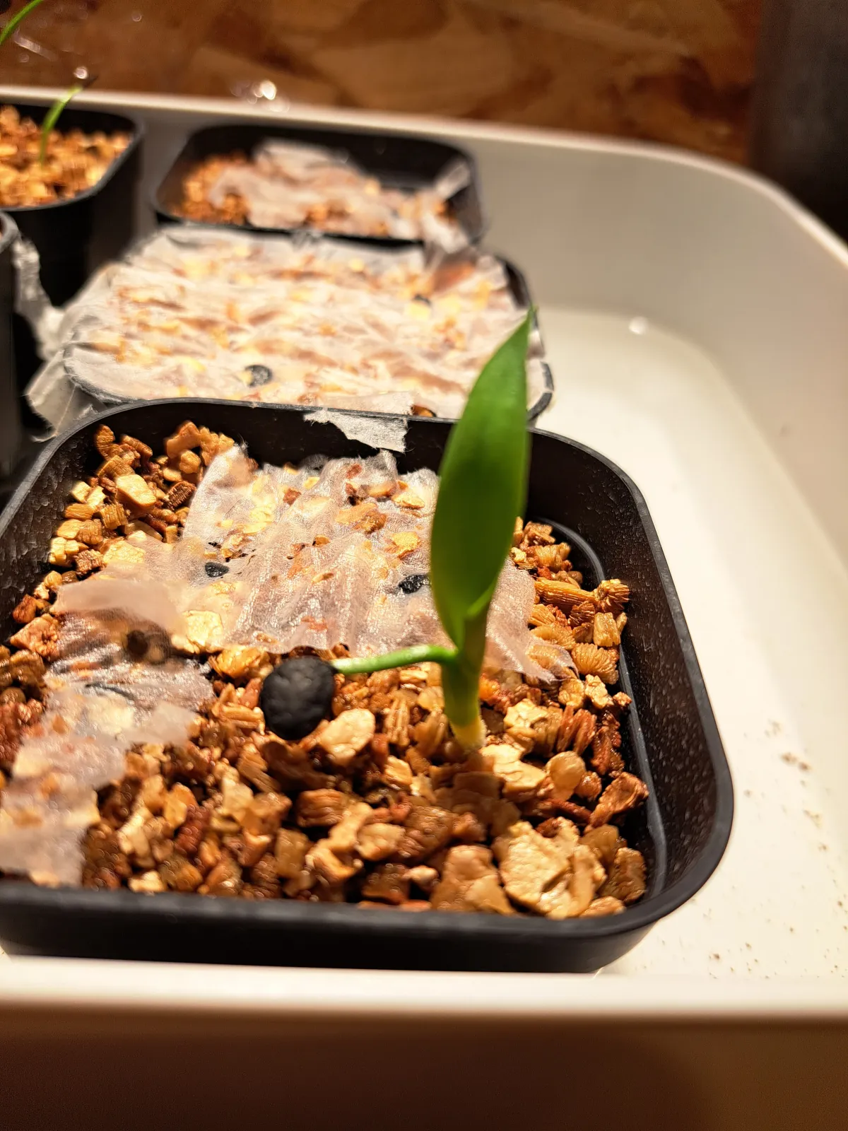 Yucca periculosa (ユッカ ペリクローサ)