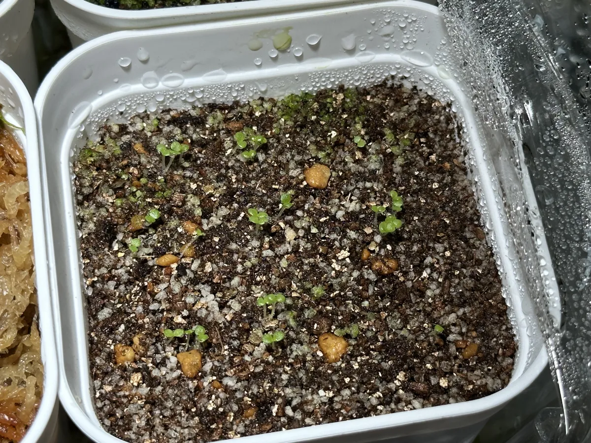 Echeveria cante White Cloud Echeveria (エケベリア カンテ)