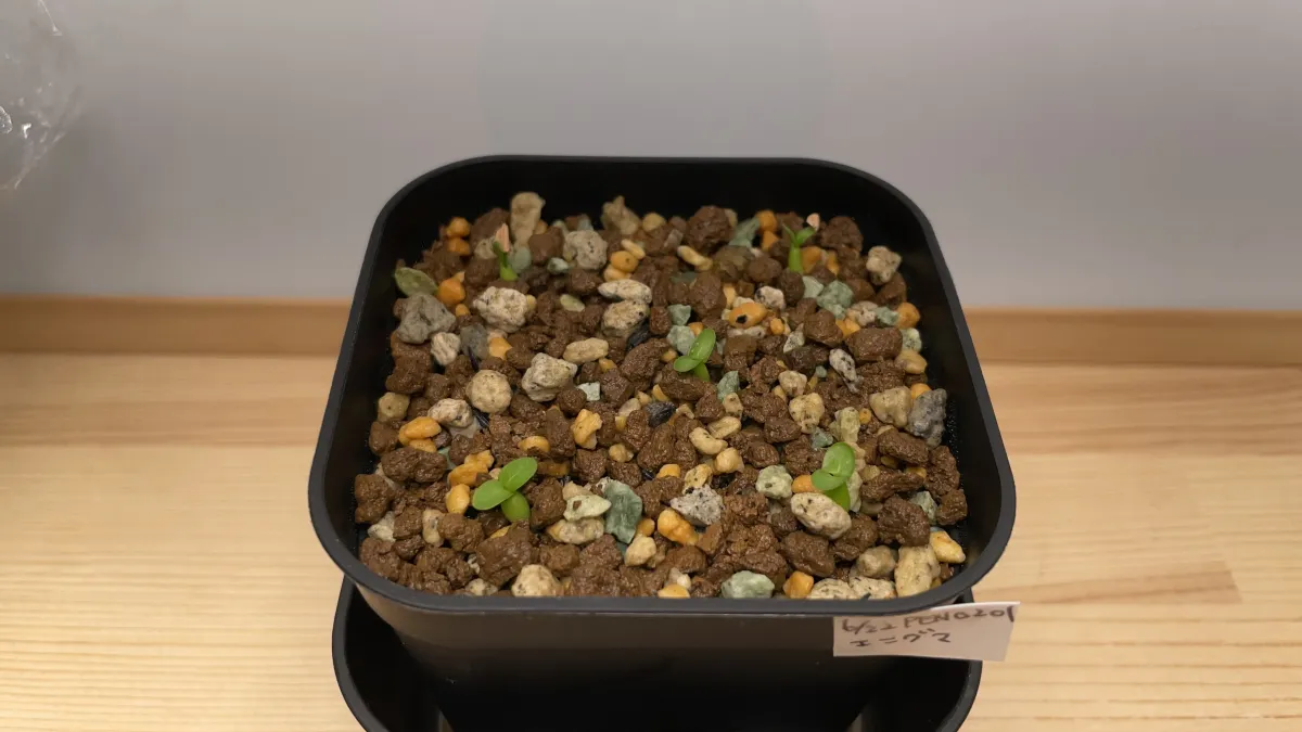 Pachypodium enigmaticum (パキポディウム エニグマチカム)