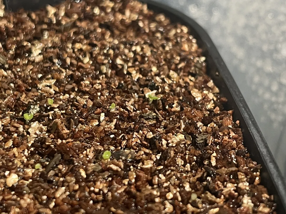 Echeveria laui La Roseta (エケベリア ラウイ)