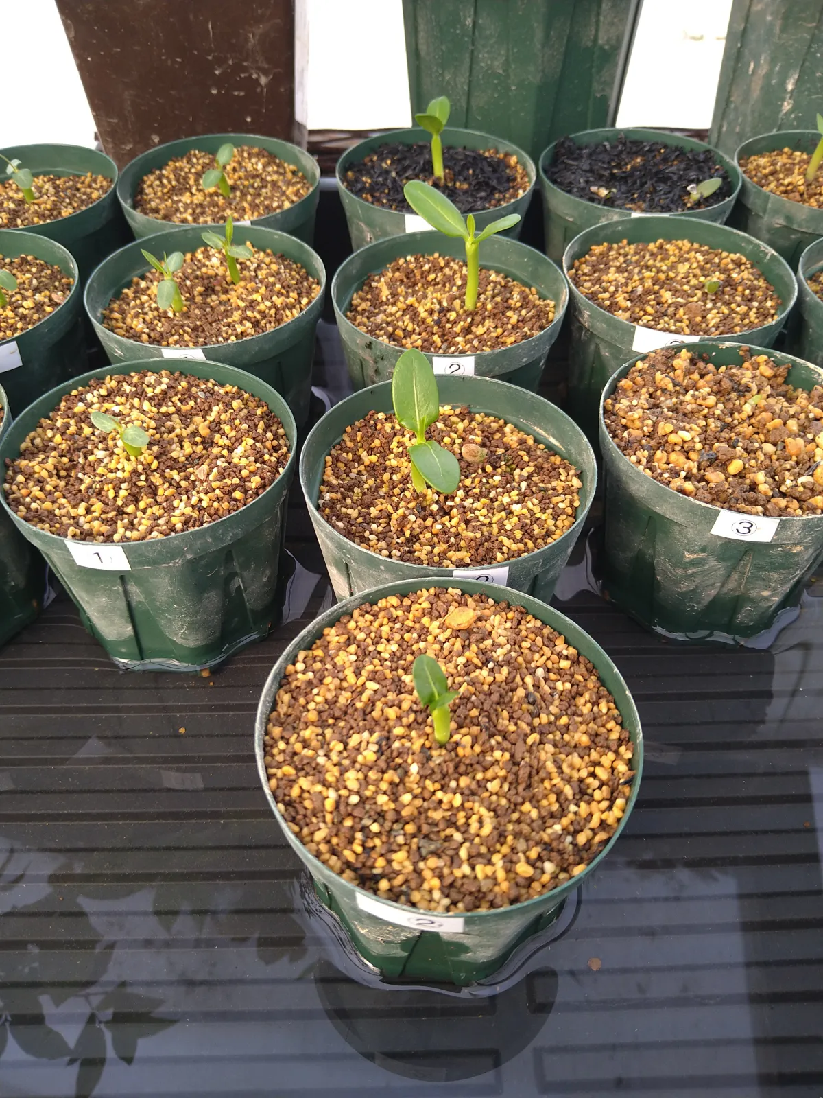 Pachypodium menabeum (パキポディウム メナベウム)