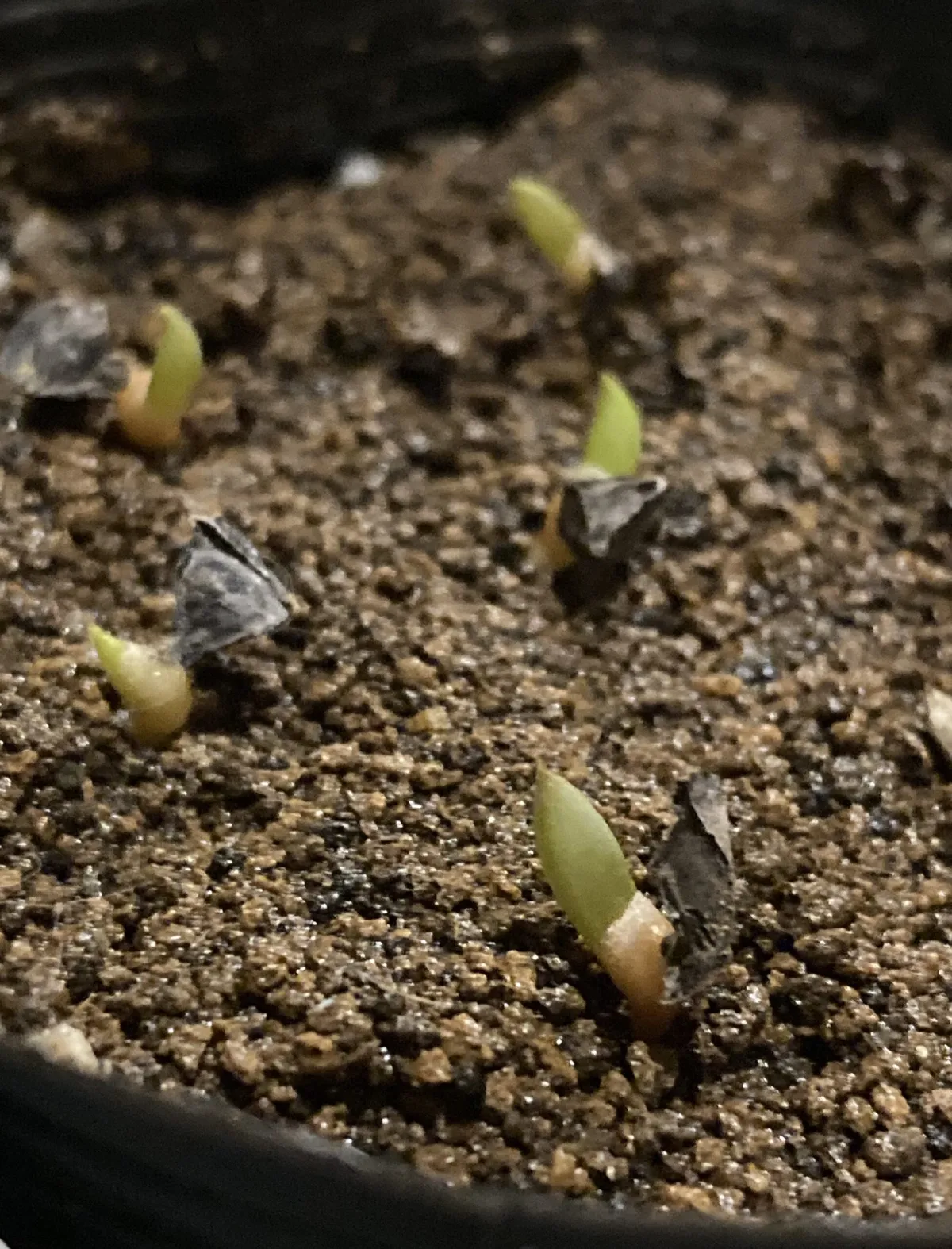 Kumara plicatilis (アロエ プリカティリス)