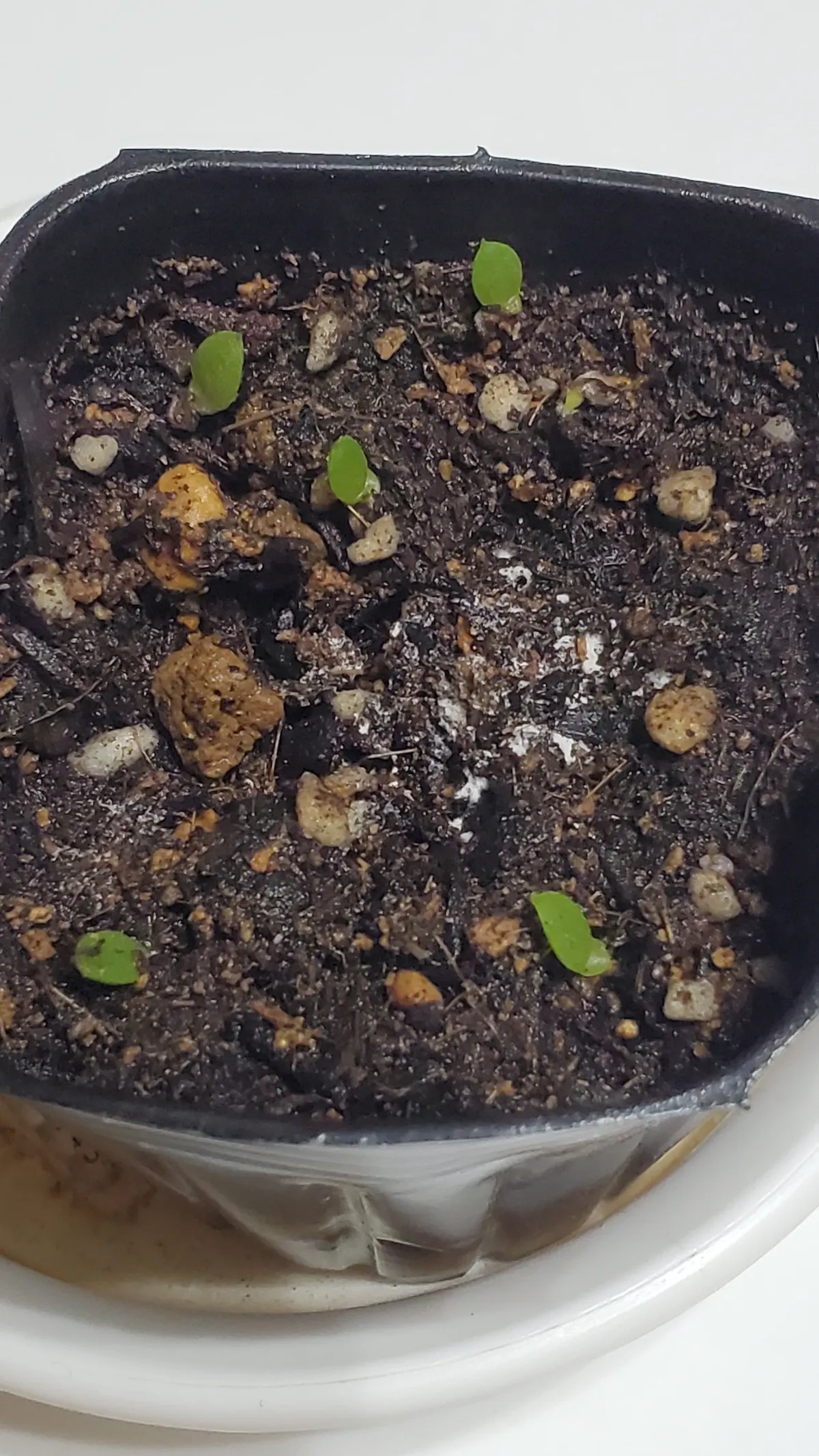 Aloe striata (アロエ ストリアータ ピーチフラワー)