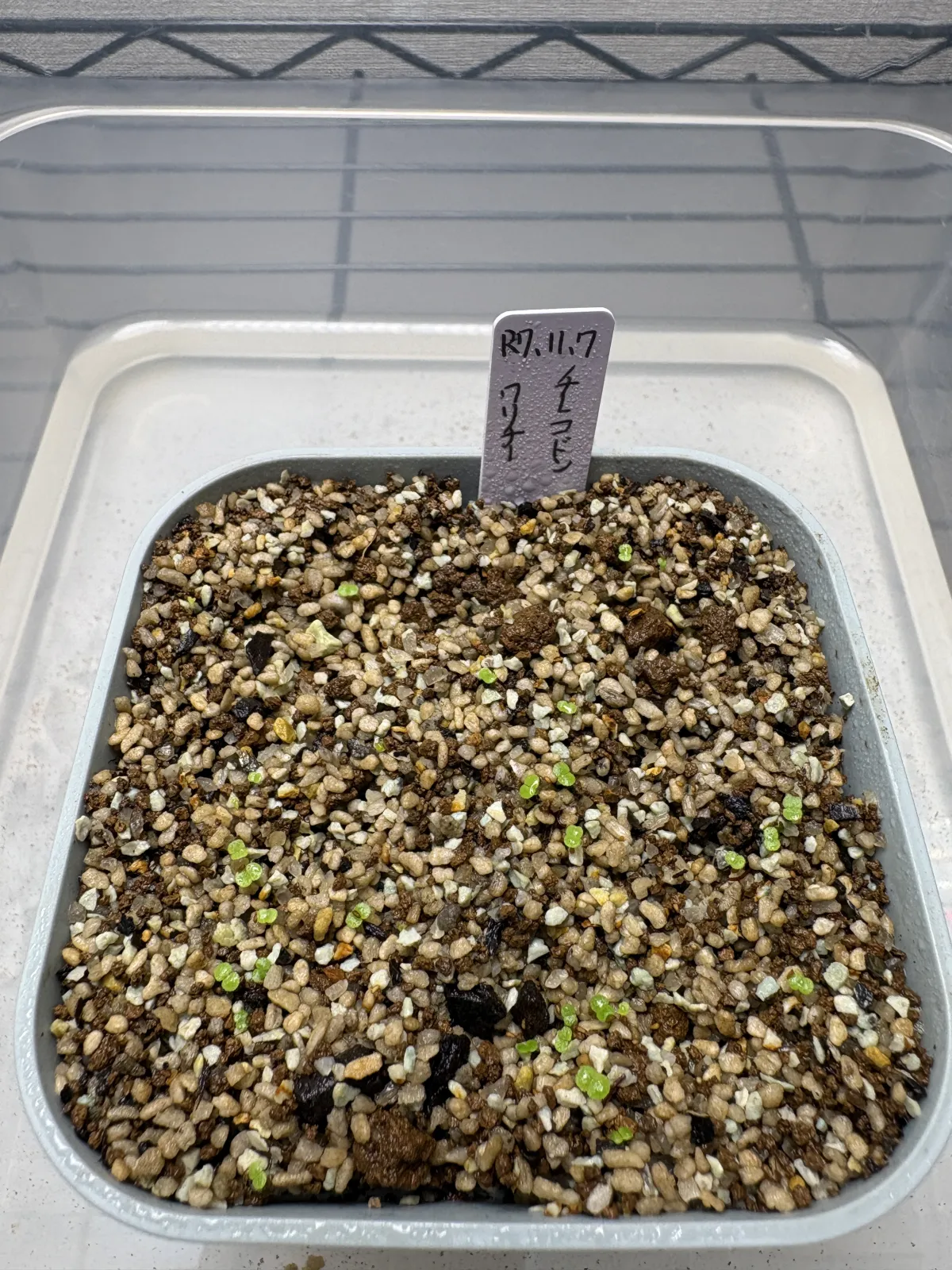 Tylecodon wallichii (ティレコドン ワリチー)