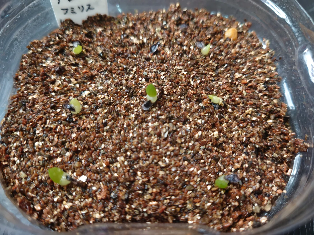 Aloe humilis (アロエ フミリス)