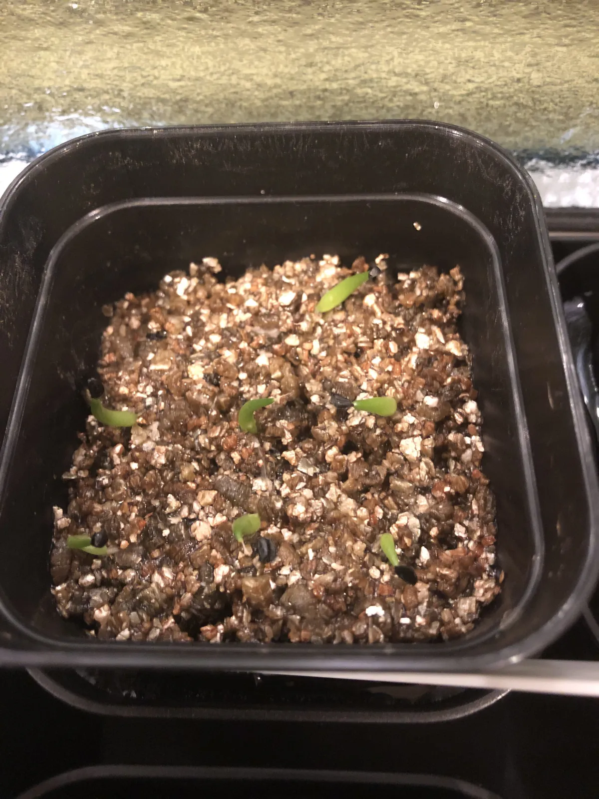 Agave victoriae-reginae ssp. swobodae 'Compacta' (アガベ スワボダエ コンパクタ‘’)