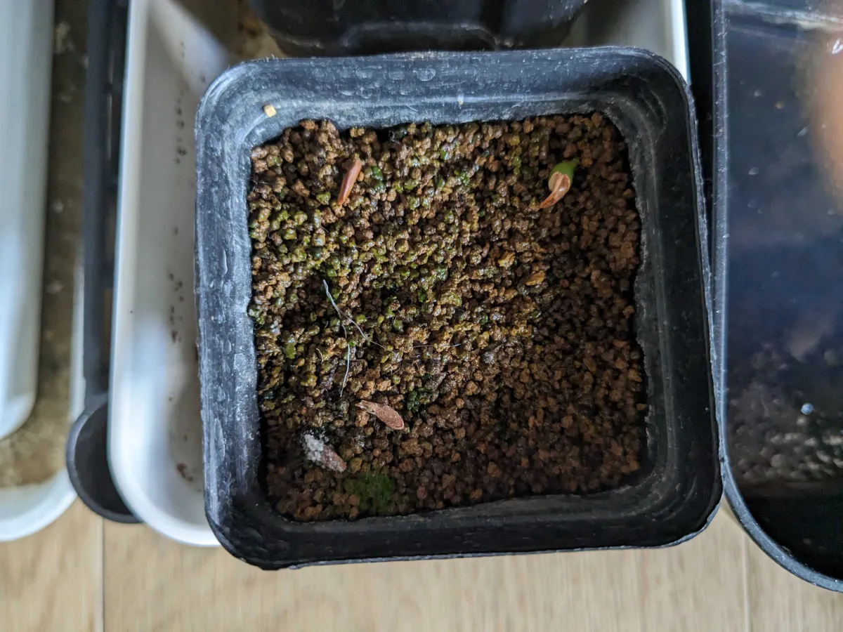 Pachypodium rosulatum ssp. cactipes (パキポディウム カクチペス)