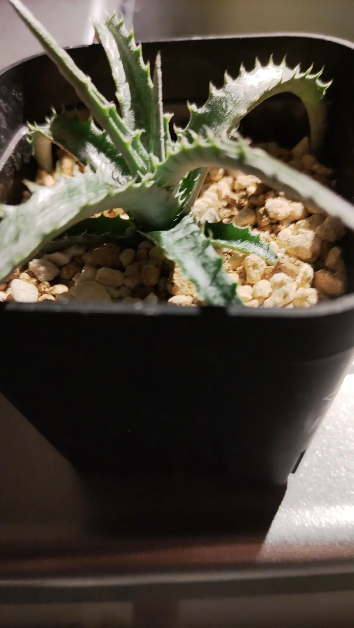 Hechtia bracteata (ヘクチア ブラクテアータ)