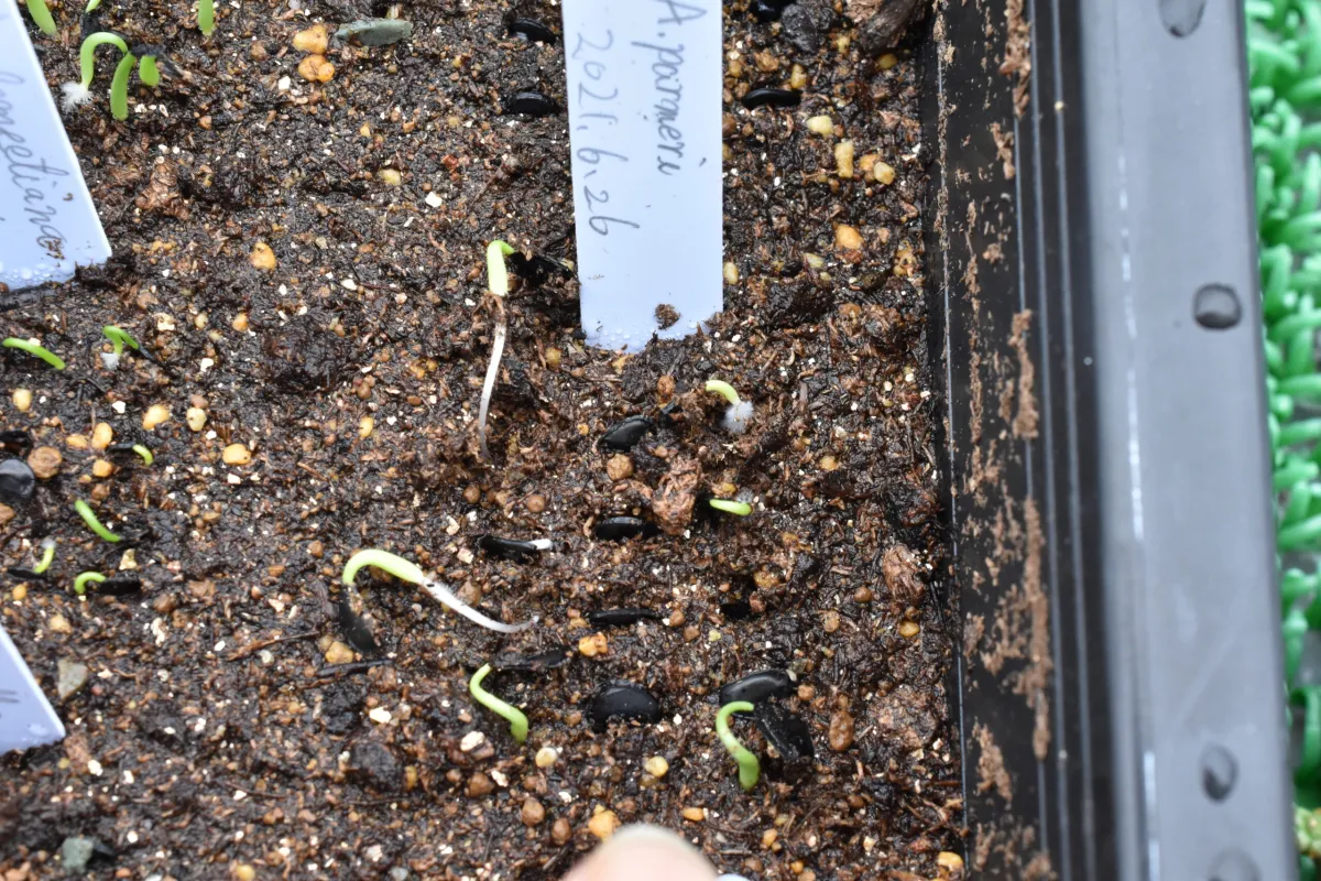 Agave palmeri (アガベ パルメリー)