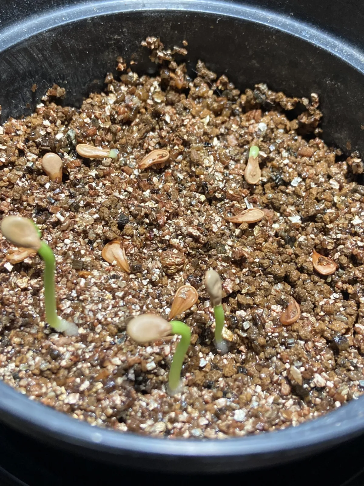 Pachypodium baronii (パキポディウム バロニー)