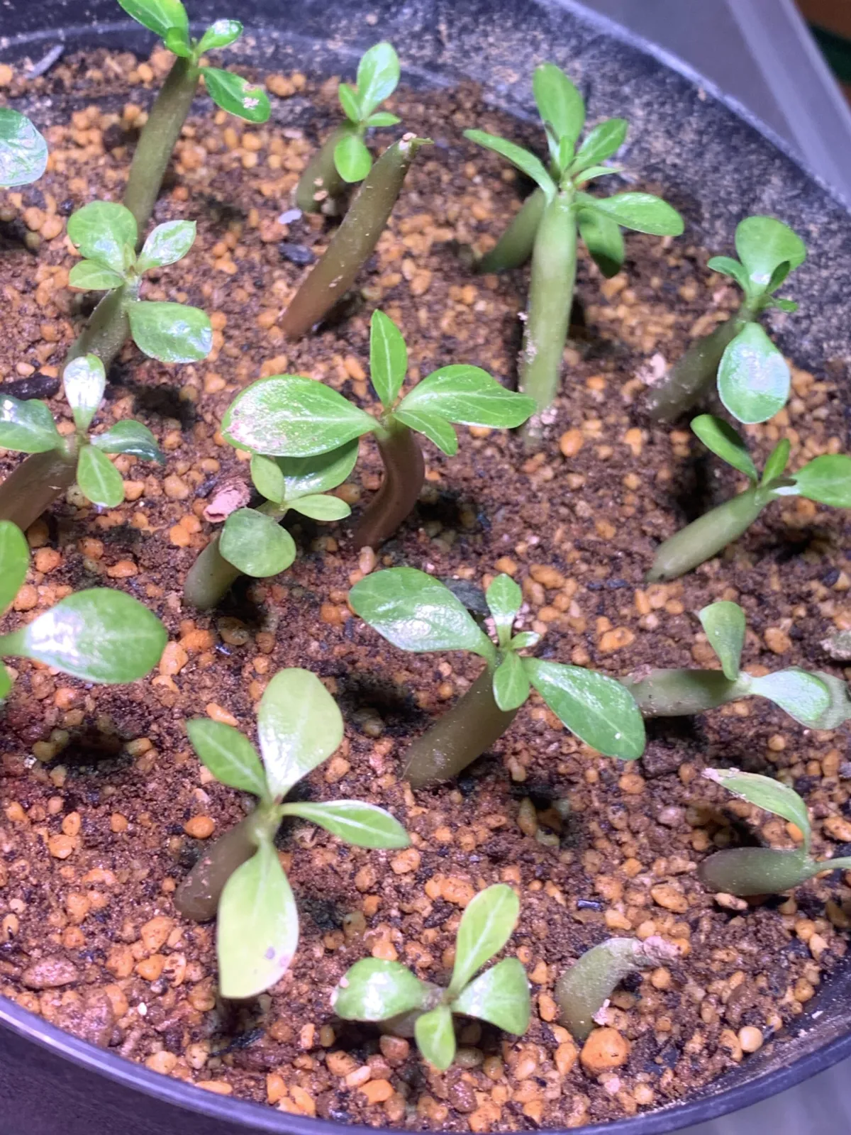 Adenium somalense var. black black (アデニウム ブラックソマレンセ)