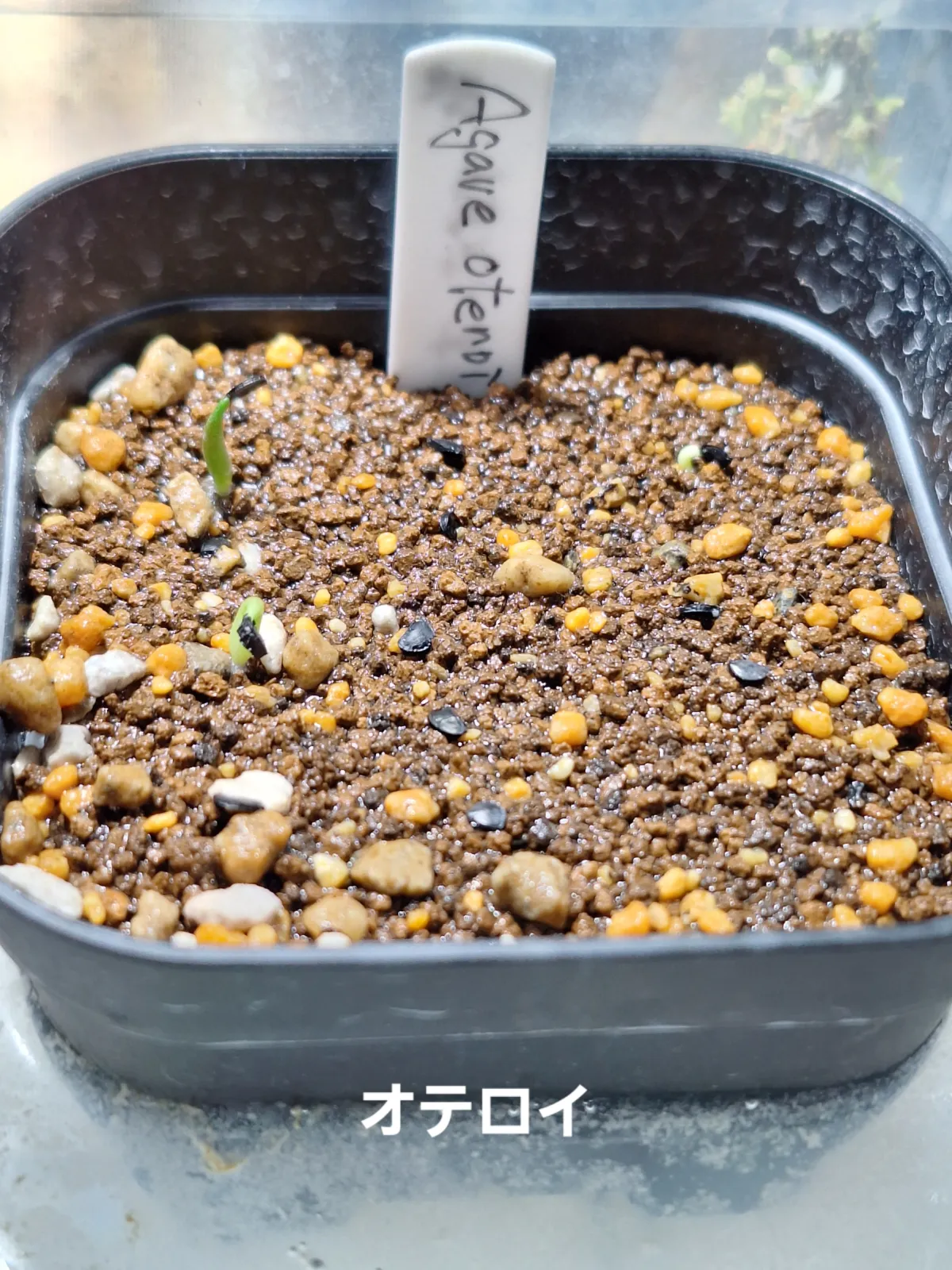 Agave oteroi (アガベ オテロイ)