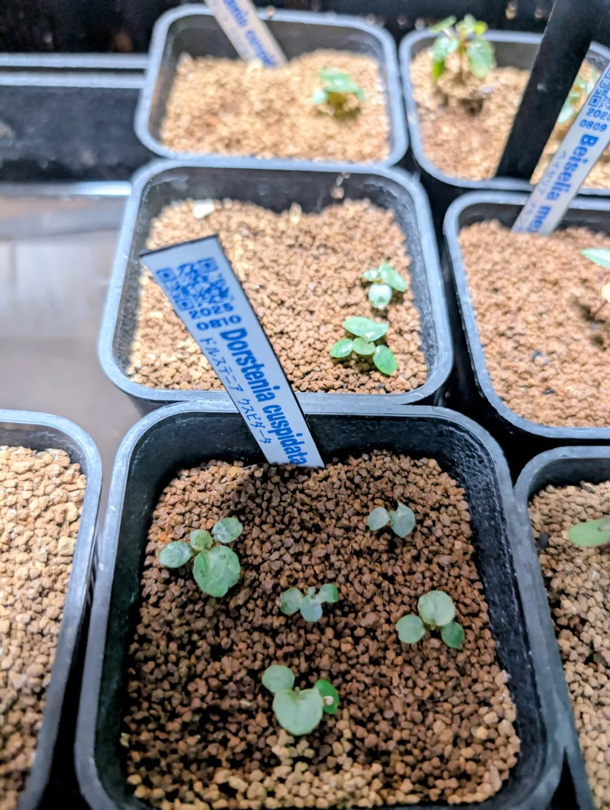 Dorstenia cuspidata (ドルステニア クスピダータ)