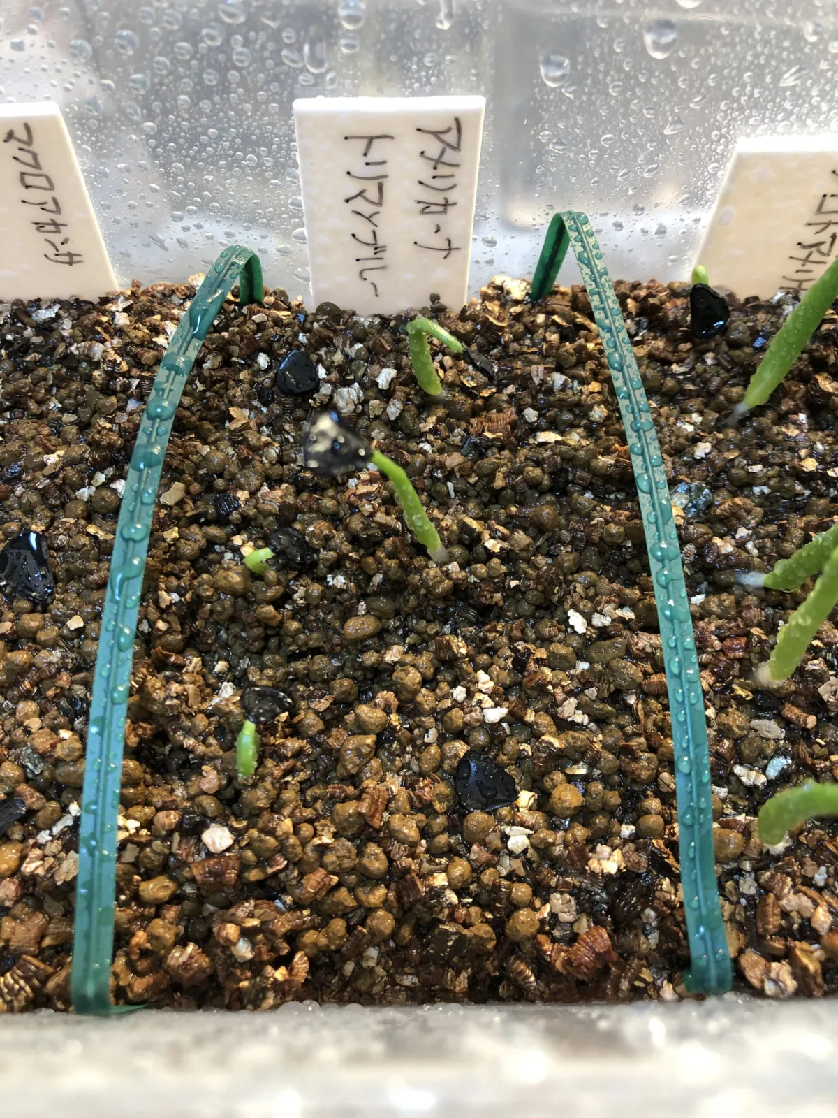 Agave americana (アガベ トリマンブルー)