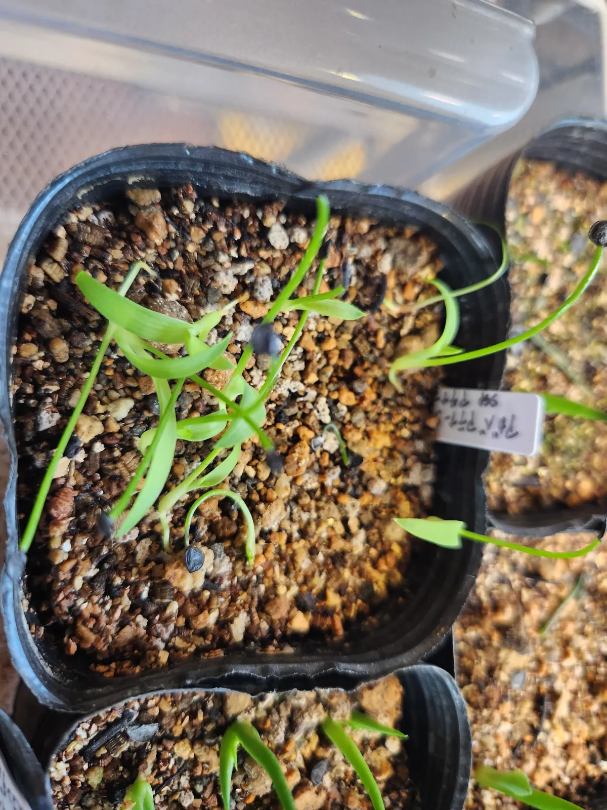 Agave attenuata (アガベ アテナータ 初緑)