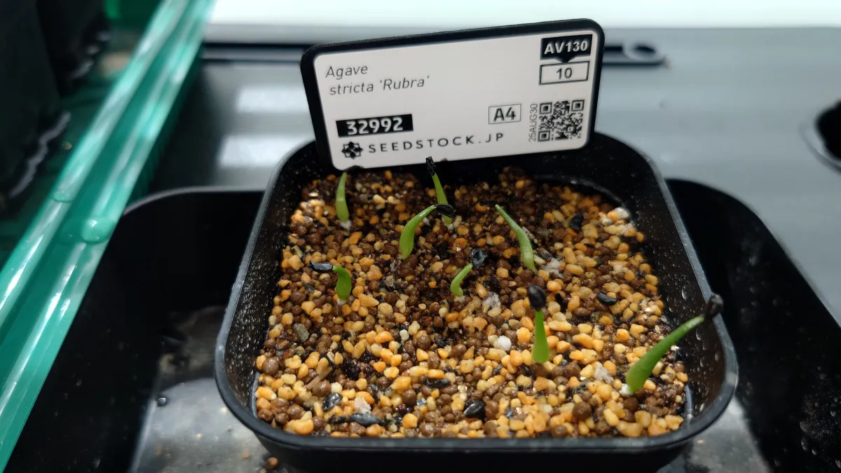 Agave stricta rubra (アガベ ストリクタ ルブラ)