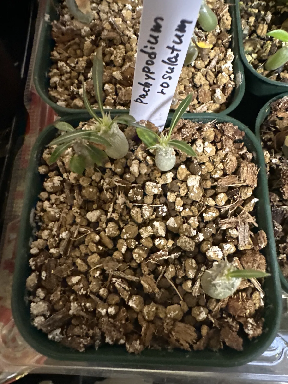 Pachypodium rosulatum (パキポディウム ロスラーツム)