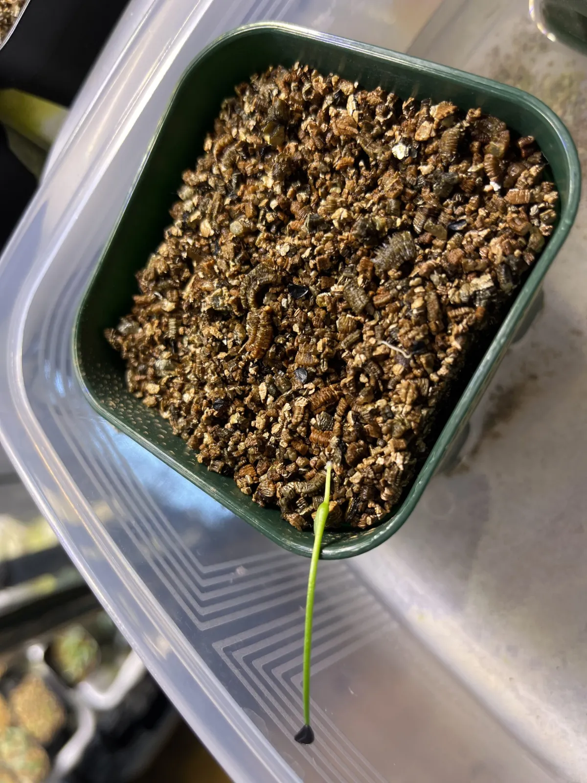 アガベ　シジゲラ