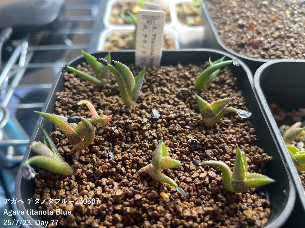 Agave titanota 'Blue' (アガベ チタノタブルー)