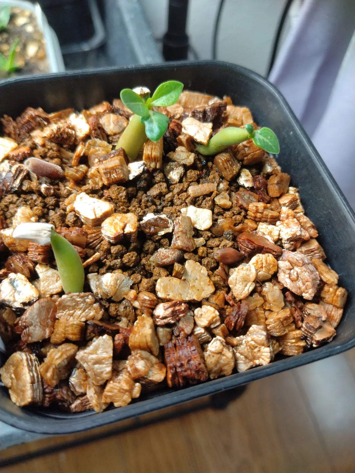 Adenium arabicum KM x NS (アデニウム アラビカム KM x NS)