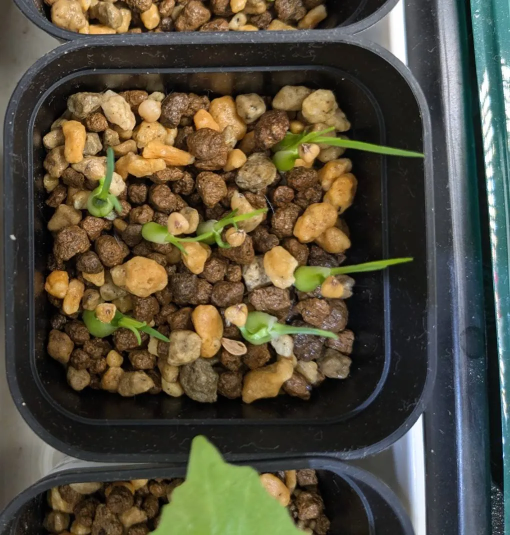 Beaucarnea gracilis (ボーカルネア グラキリス)