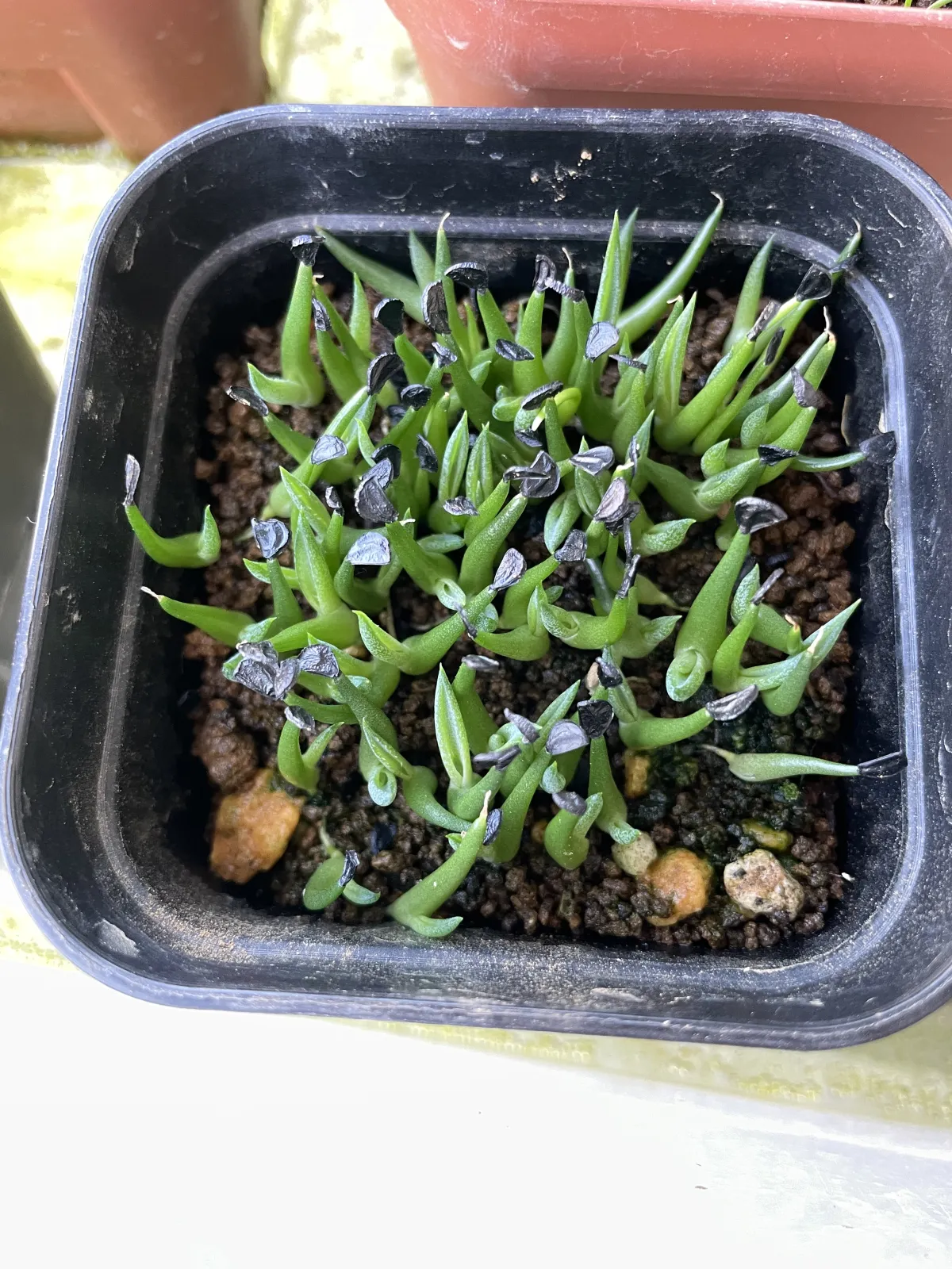 Agave horrida ssp. horrida (アガベ ホリダ)