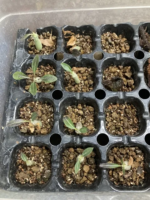 Pachypodium rosulatum var. eburneum (パキポディウム エブレネウム)