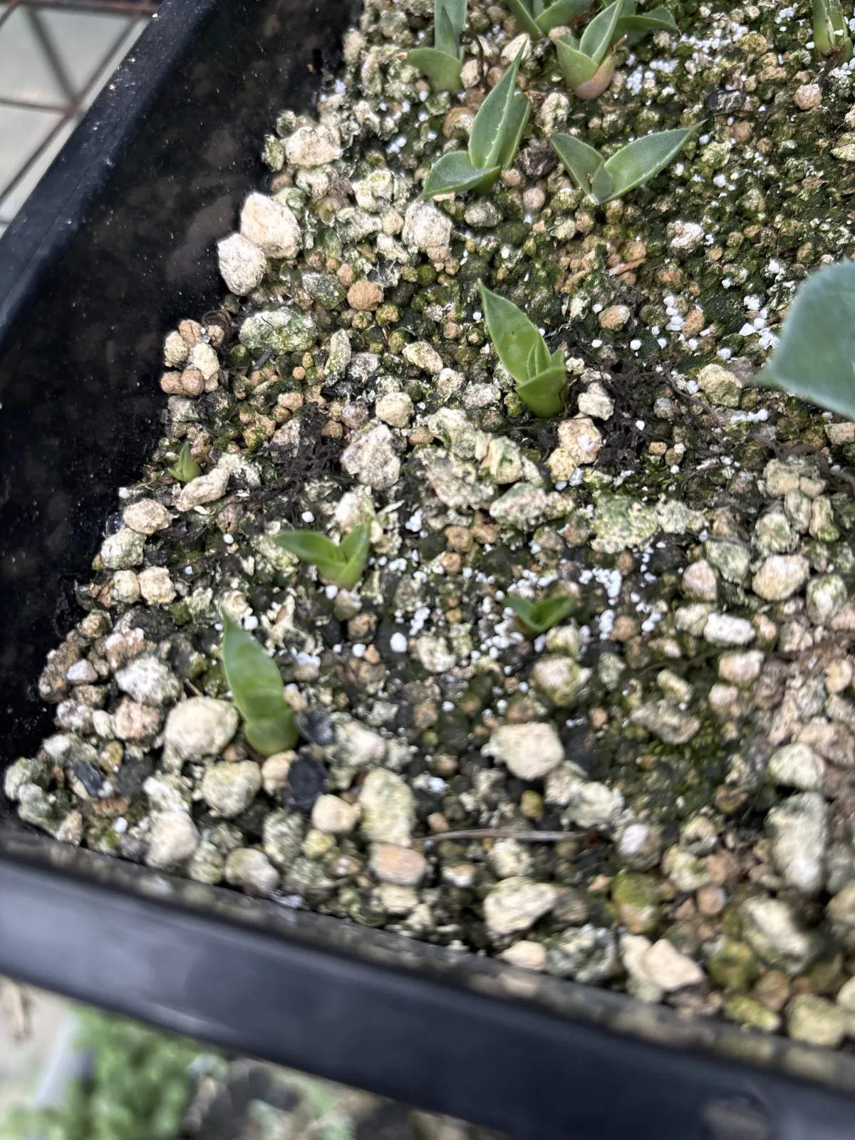 Agave utahensis var. eborispina (アガベ エボリスピナ)