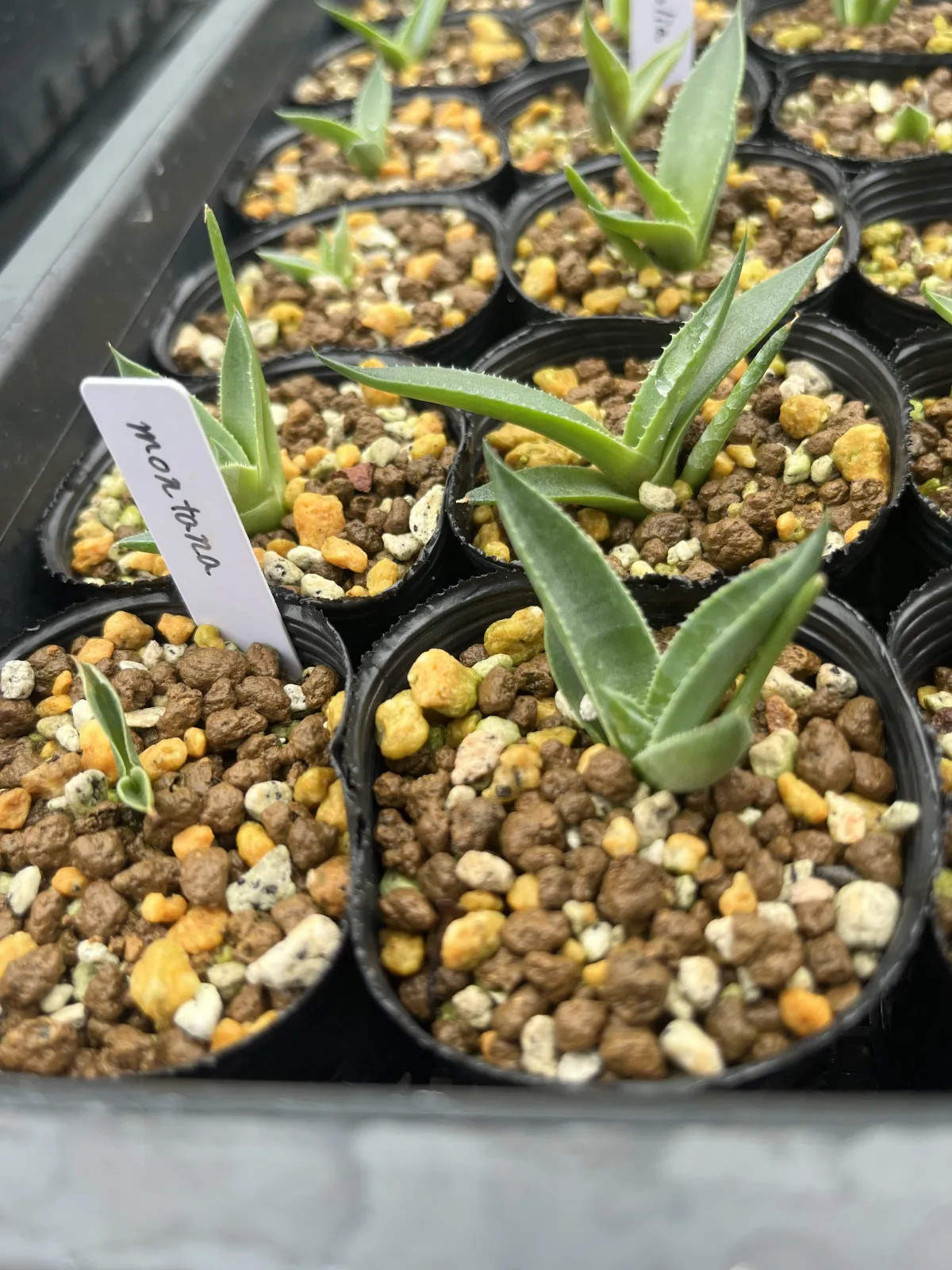 Agave montana (アガベ モンタナ)