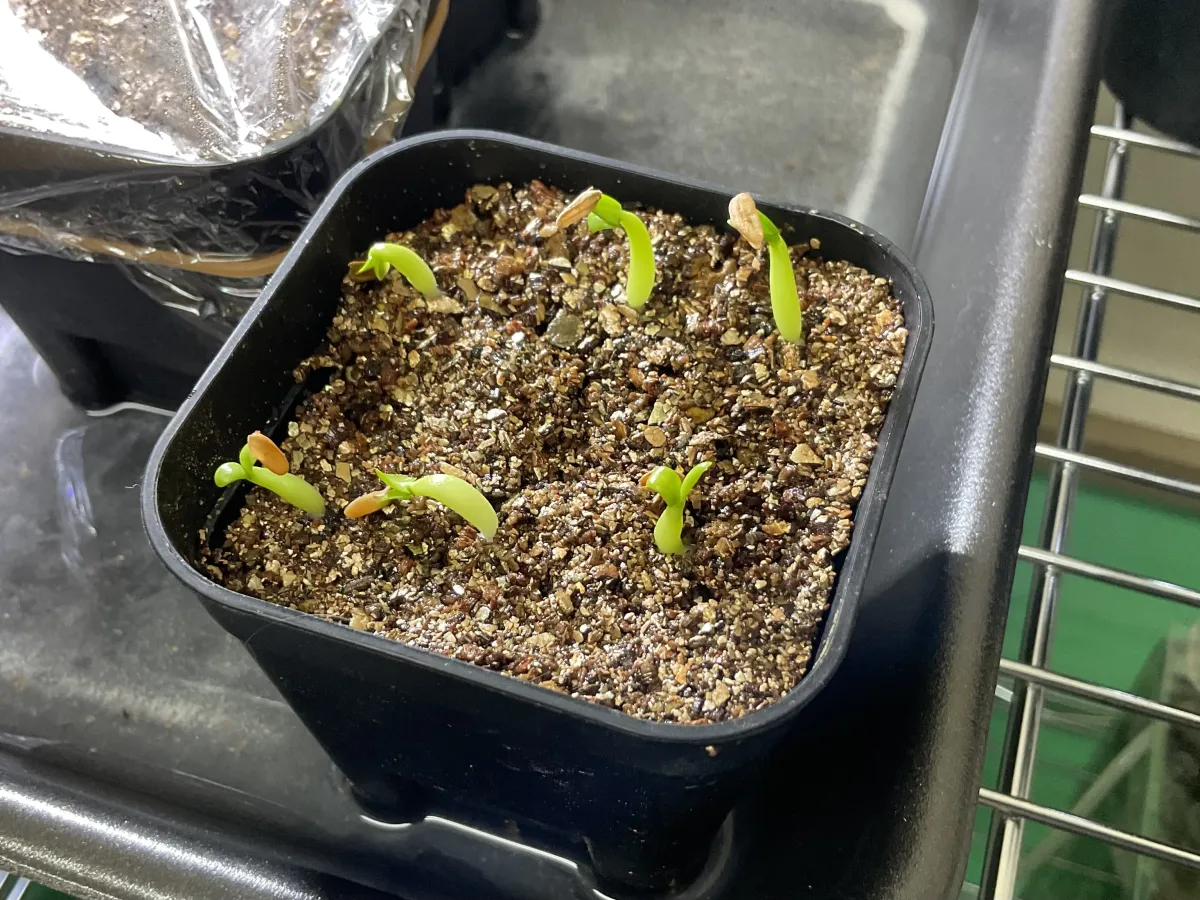 Pachypodium rosulatum var. gracilius (パキポディウム グラキリス)