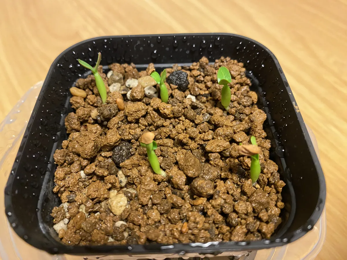 Pachypodium rosulatum var. inopinatum (パキポディウム イノピナツム)