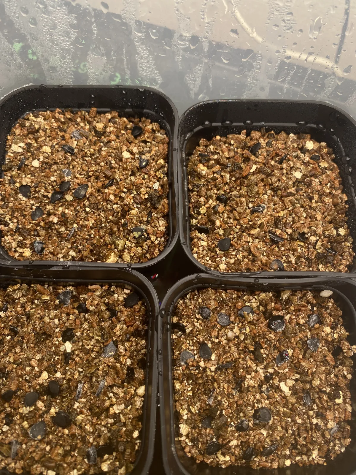 Yucca rostrata 'Gray Green' (ユッカ ロストラータ 'グレイグリーン)