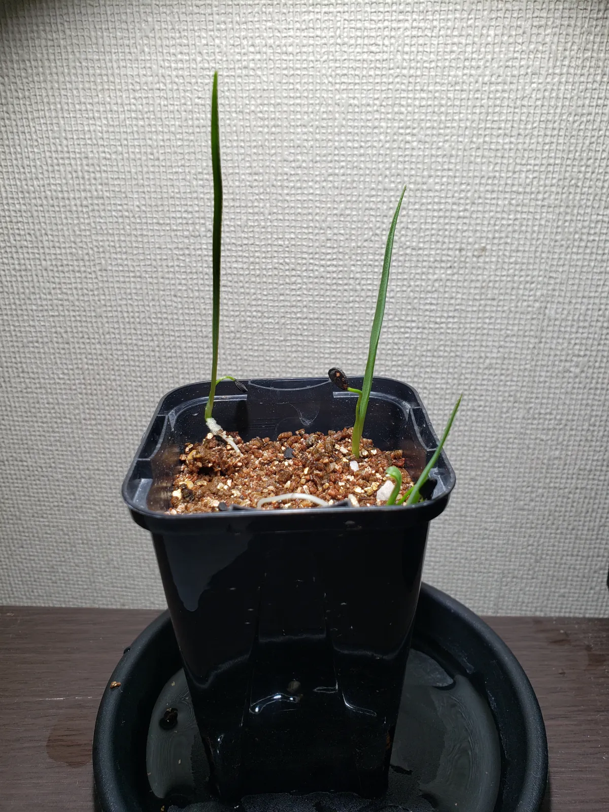 Yucca rostrata (ユッカ ロストラータ)