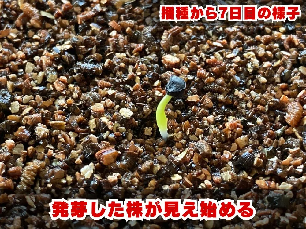 Agave utahensis var. nevadensis (アガベ ユタエンシス ネヴァデンシス)