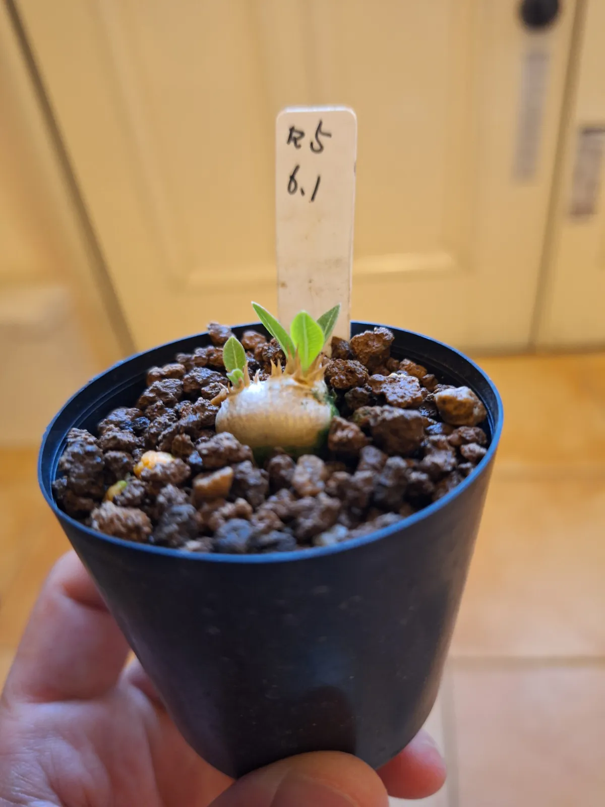 Pachypodium enigmaticum (パキポディウム エニグマチカム)