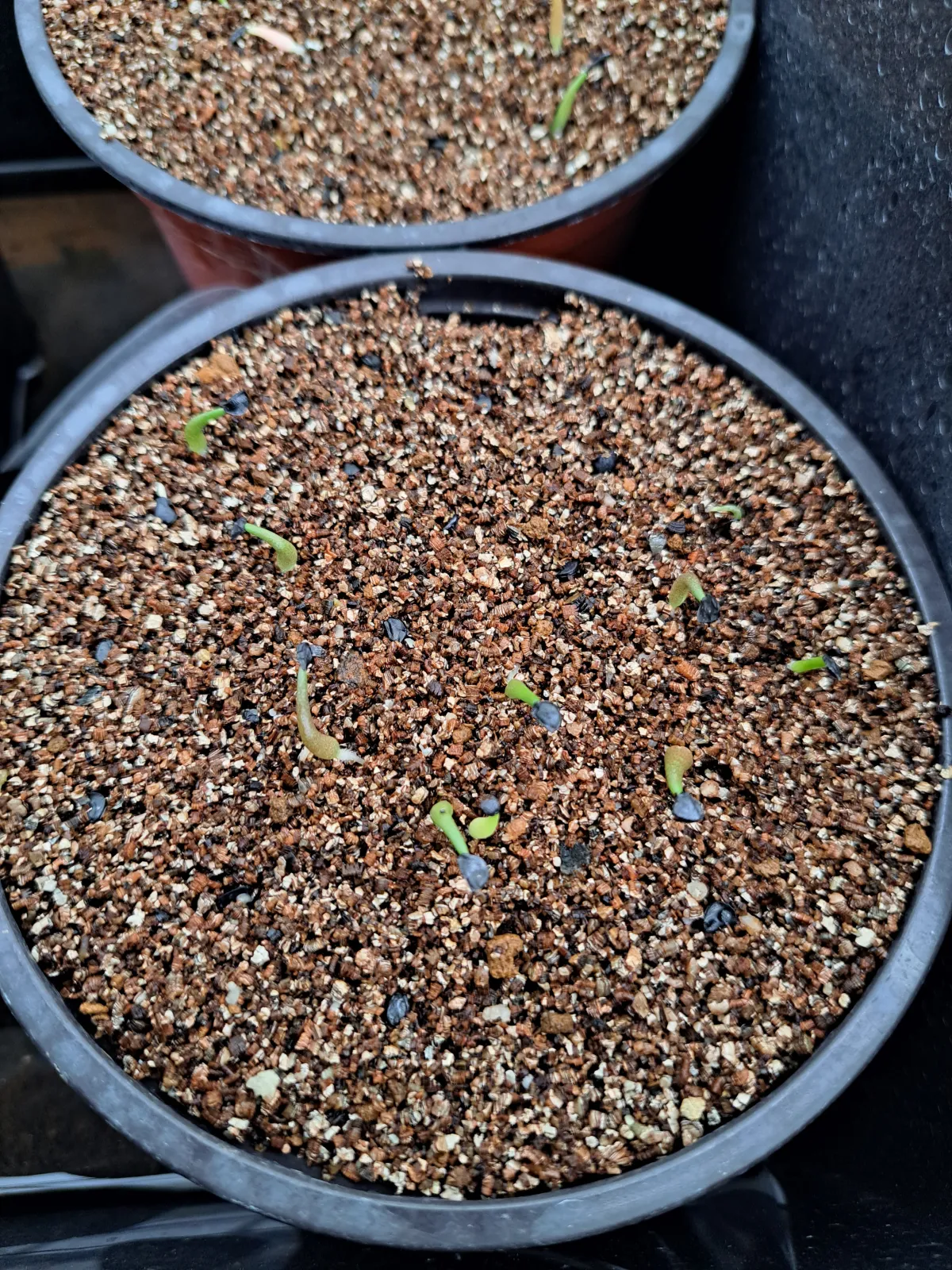 Agave titanota (アガベ チタノタ ドワーフ)