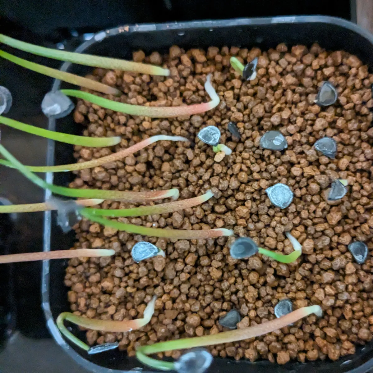 Agave temacapulinensis (アガベ テマカプリネンシス)