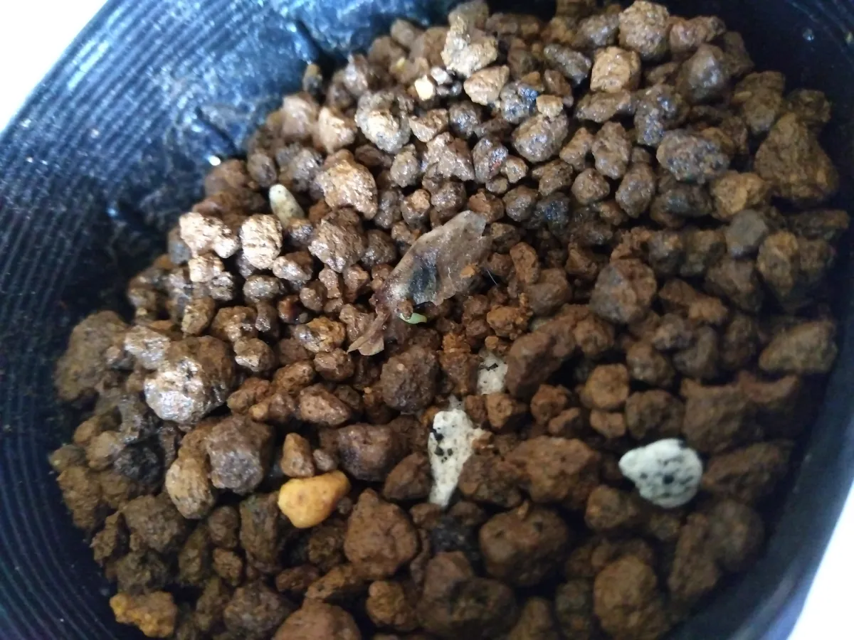 Aloe suzannae (アロエ スザンナエ)