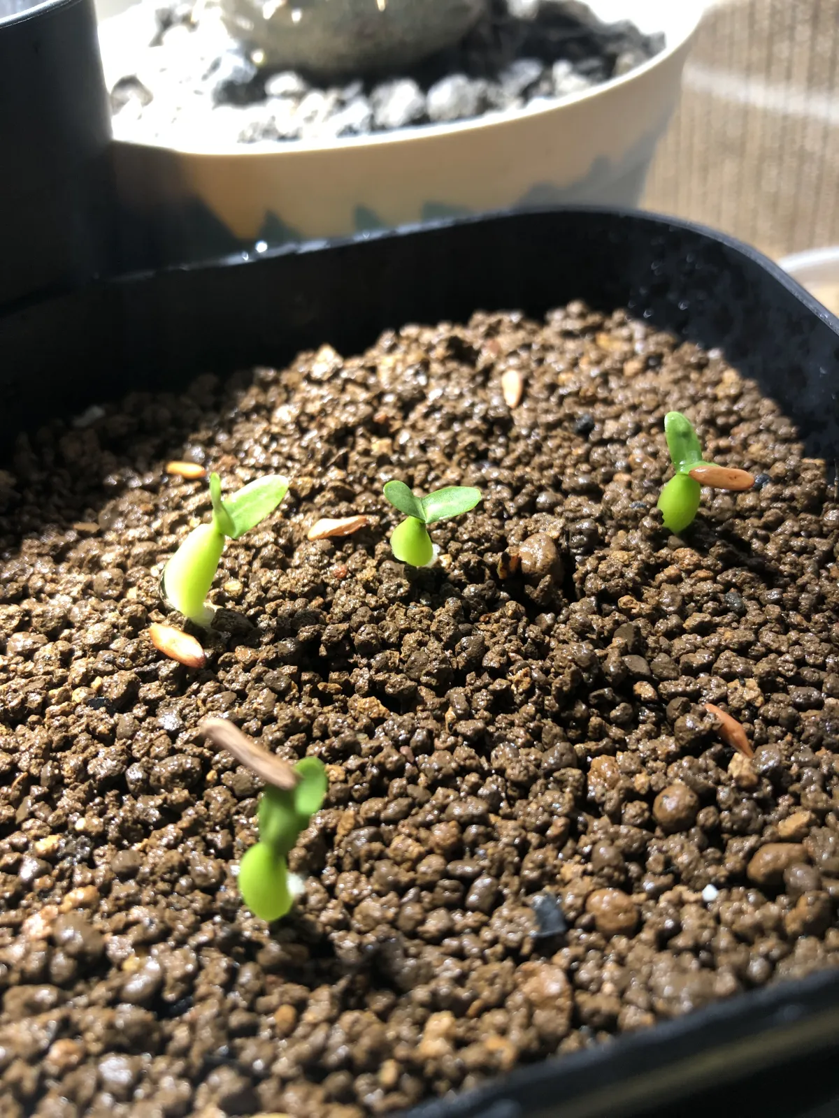 Pachypodium rosulatum subsp. makayense (パキポディウム マカイエンセ)