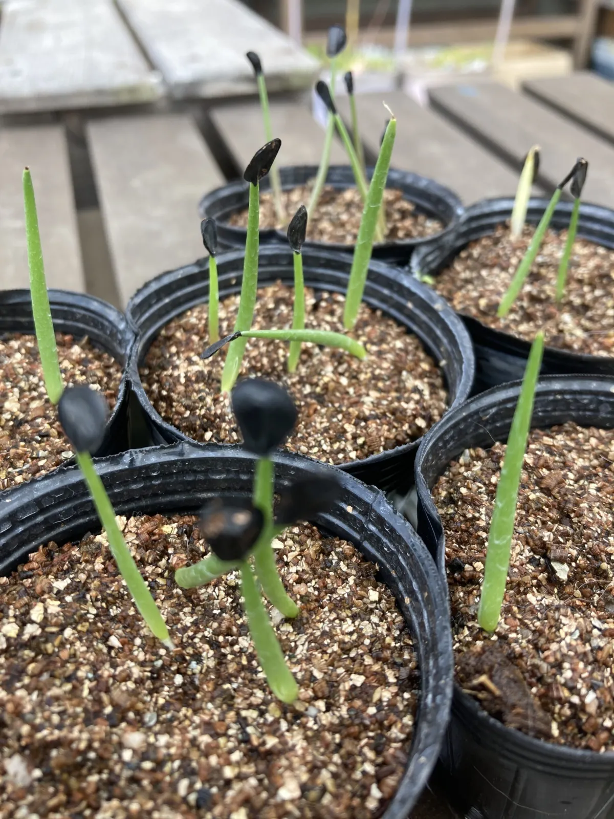 Agave parryi var. truncata (アガベ パリー トランカータ)