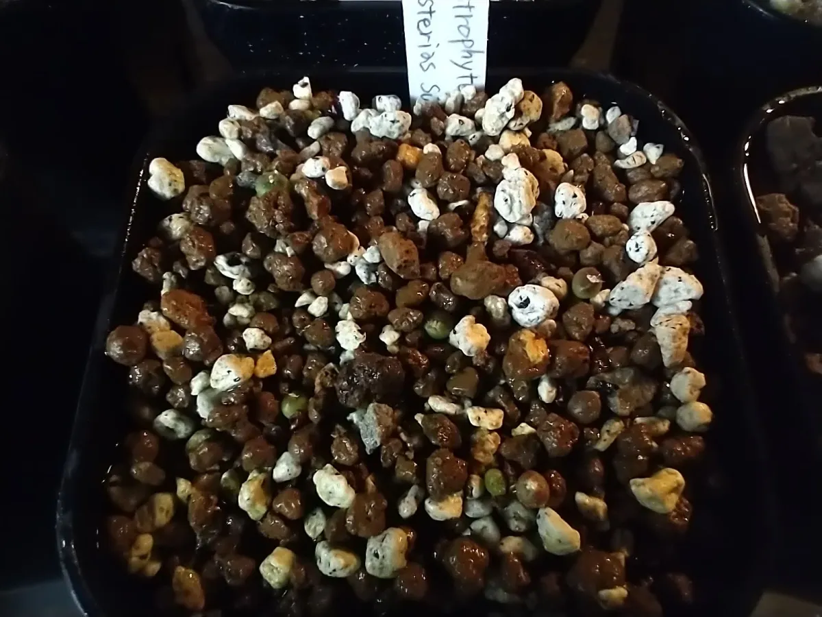 Astrophytum asterias (アストロフィツム スーパー兜)