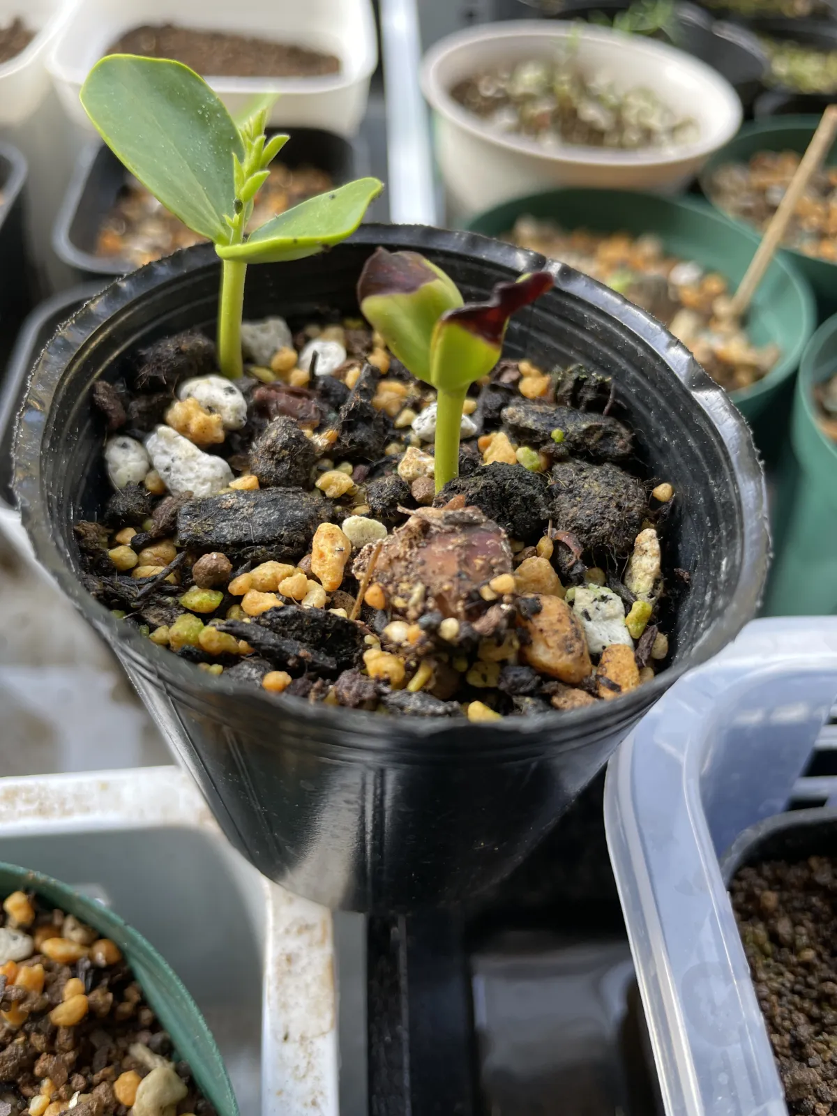 Cassia javanica ssp. nodosa (カッシア ノドサ)