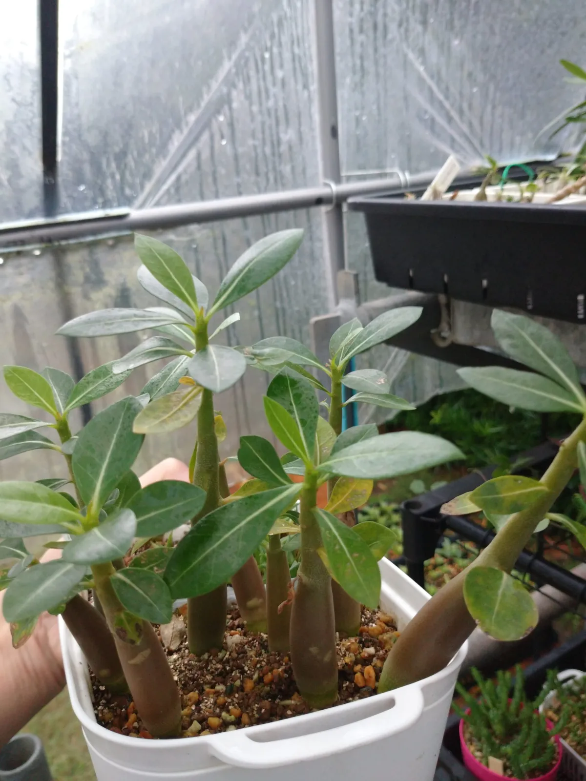 Adenium arabicum Black Giant (アデニウム アラビカム ブラックジャイアント)