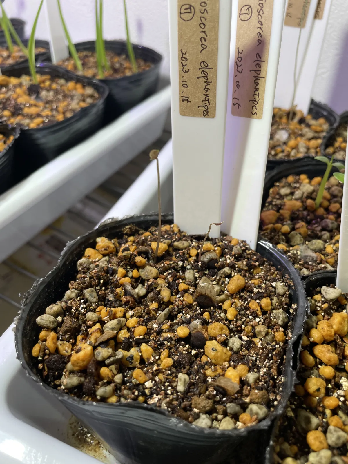 Dioscorea elephantipes (ディオスコレア エレファンティペス アフリカ亀甲竜)