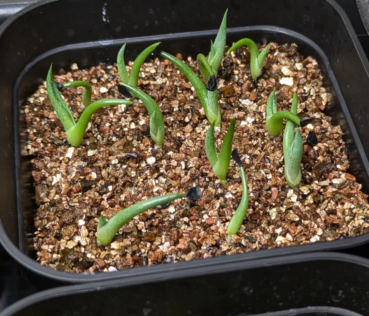 Agave horrida ssp. horrida (アガベ ホリダ)