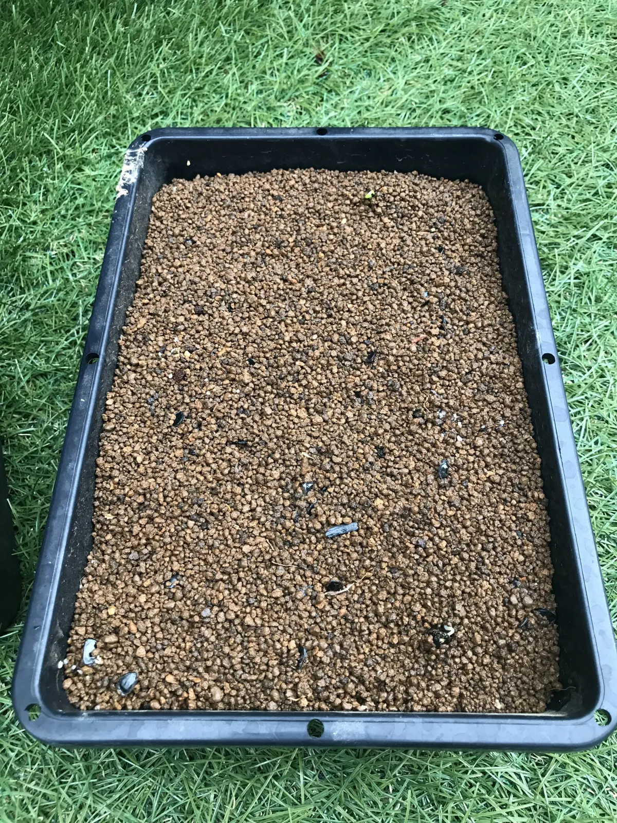 [チャレンジ種子] アガベ シャウィ（発芽難） Agave shawii subsp. shawii (発芽難)