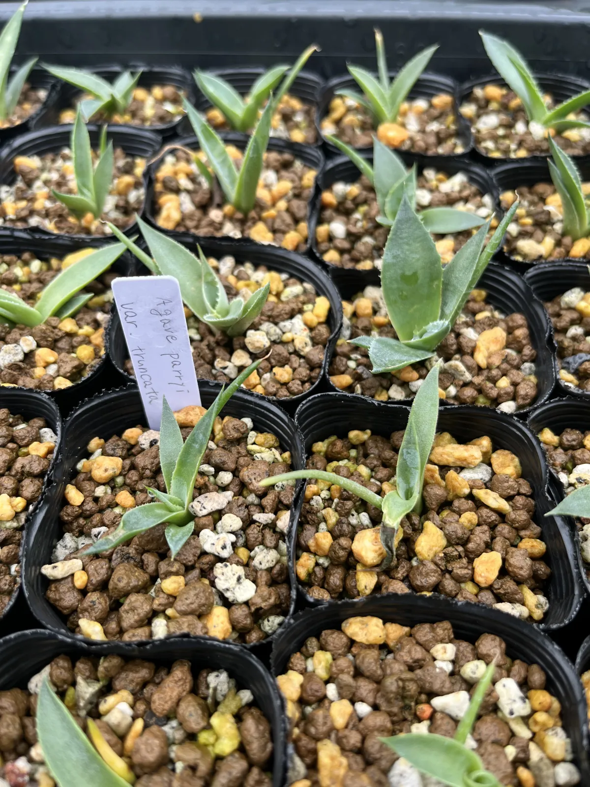 Agave parryi var. truncata (アガベ パリー トランカータ)